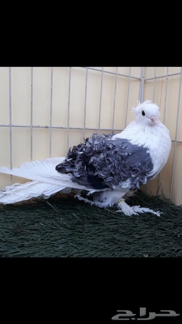 جوز مفتل مكتف ازرق مع عياله