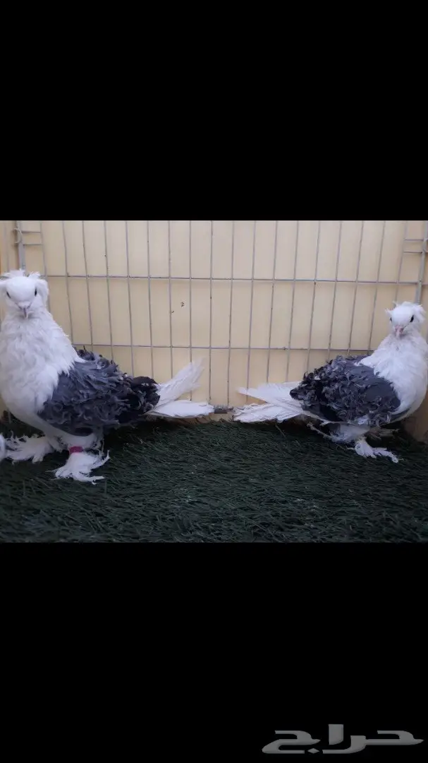 جوز مفتل مكتف ازرق مع عياله (image 1)