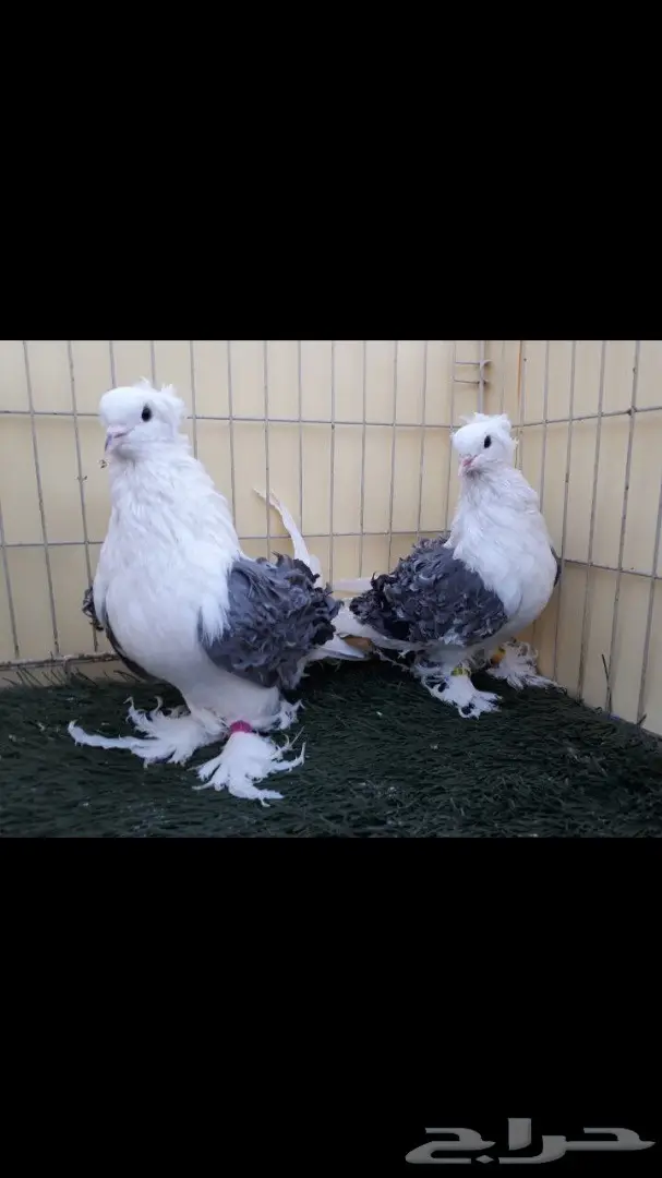 جوز مفتل مكتف ازرق مع عياله (image 2)