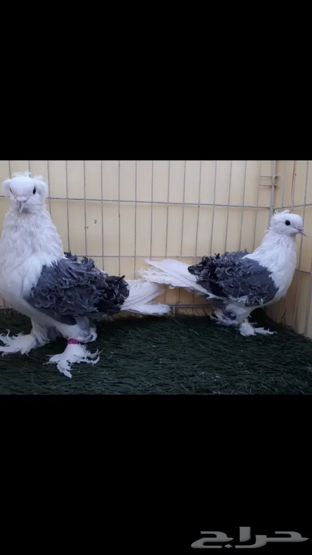 جوز مفتل مكتف ازرق مع عياله (image 3)