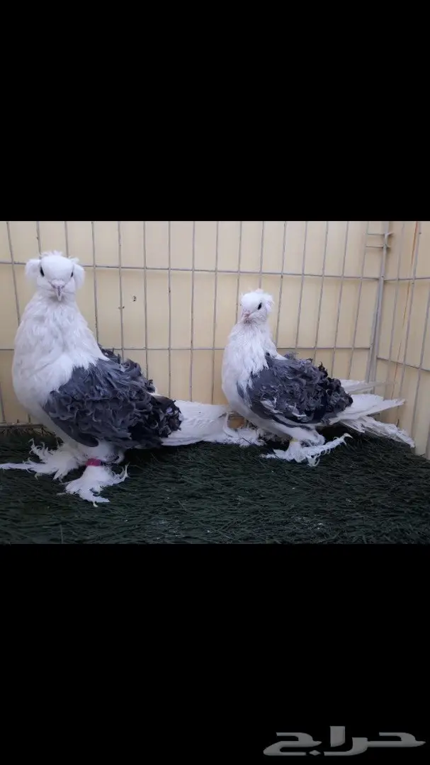 جوز مفتل مكتف ازرق مع عياله (image 4)