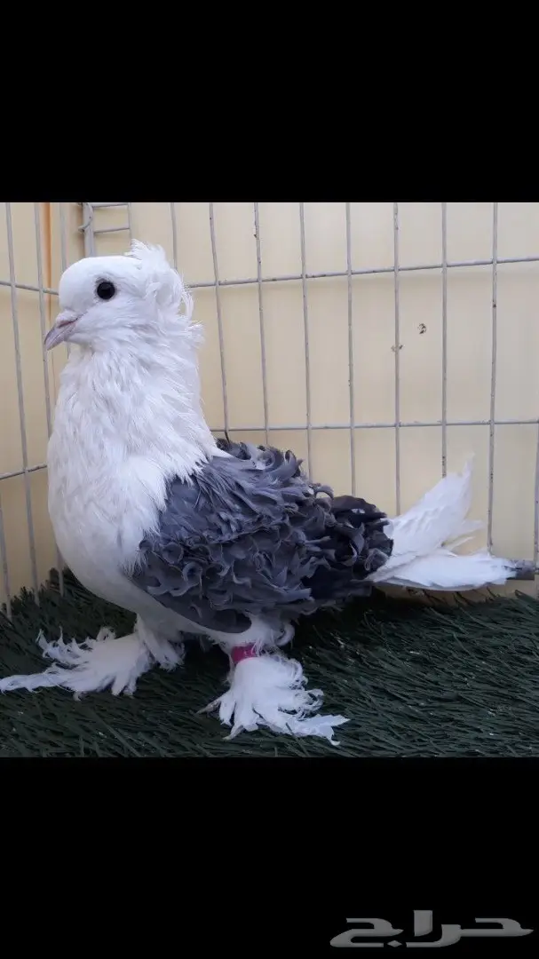 جوز مفتل مكتف ازرق مع عياله (image 5)