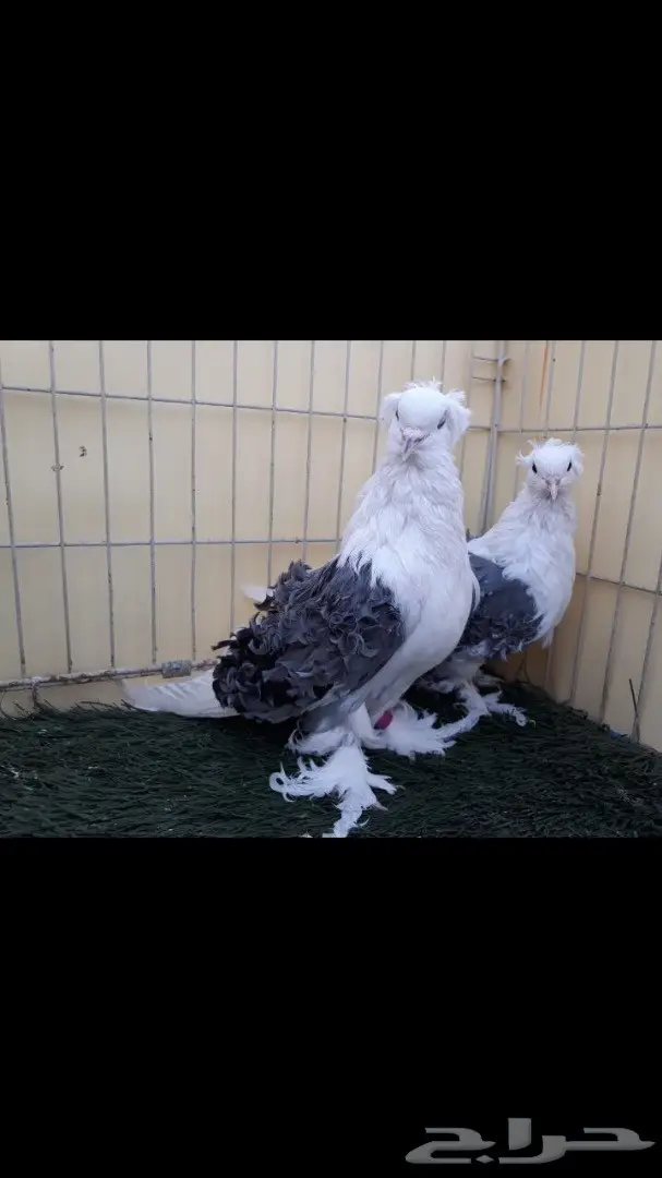 جوز مفتل مكتف ازرق مع عياله (image 6)