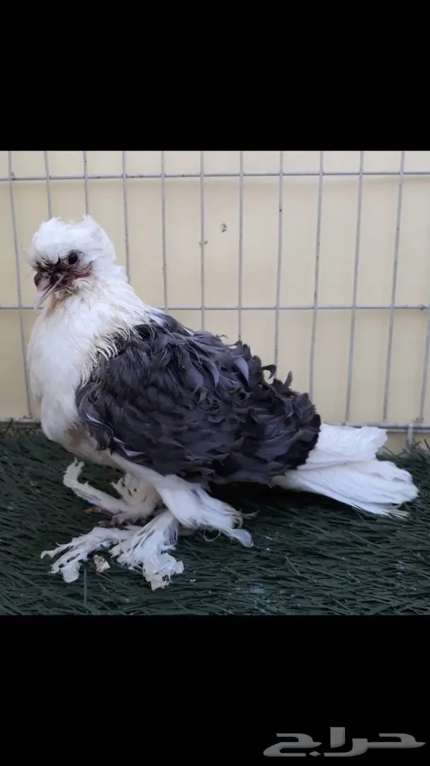 جوز مفتل مكتف ازرق مع عياله (image 7)