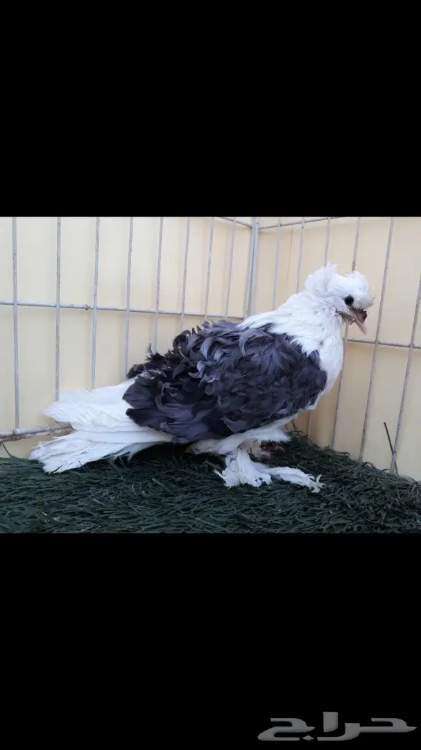 جوز مفتل مكتف ازرق مع عياله (image 8)