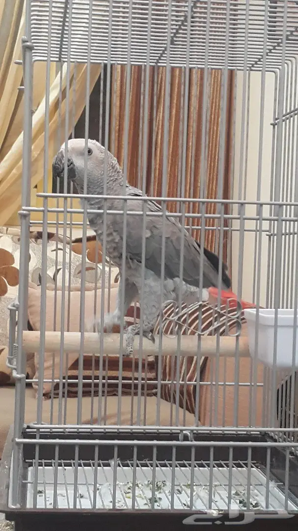 كاسكو فرخ صيد