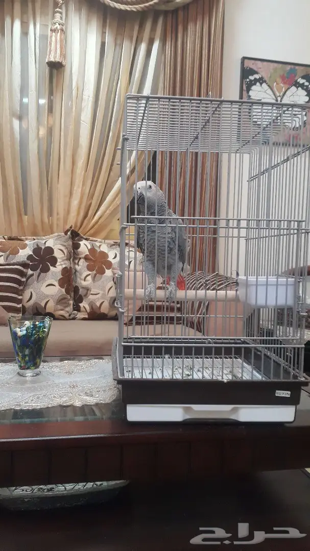 كاسكو فرخ صيد (image 1)