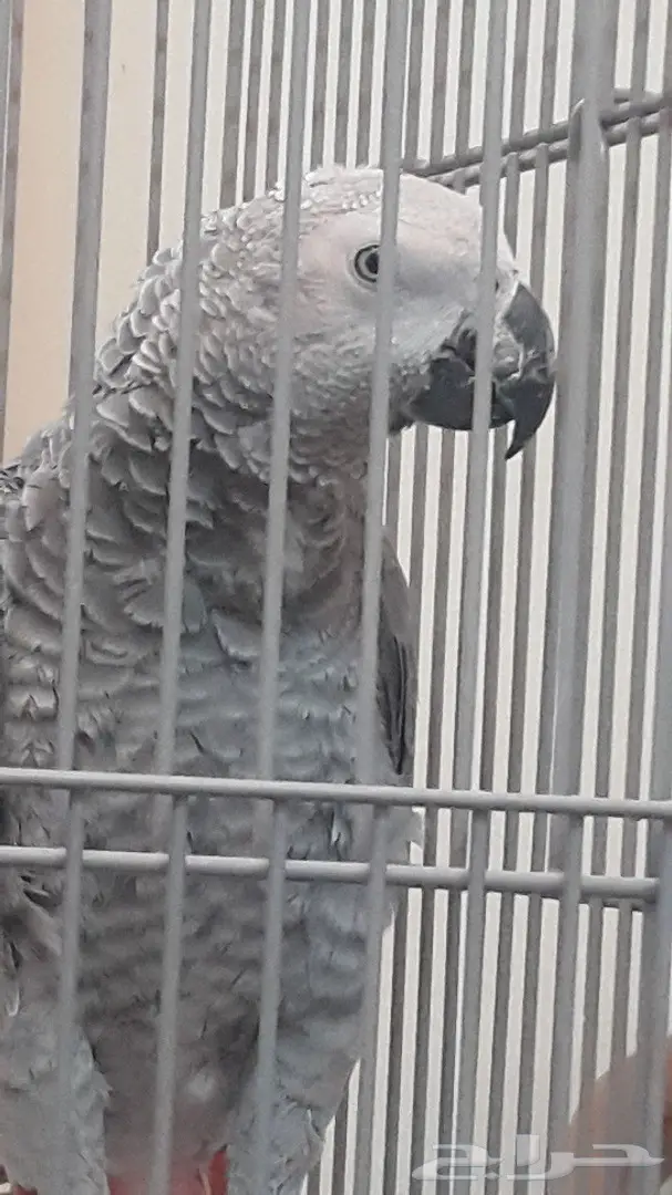 كاسكو فرخ صيد (image 3)