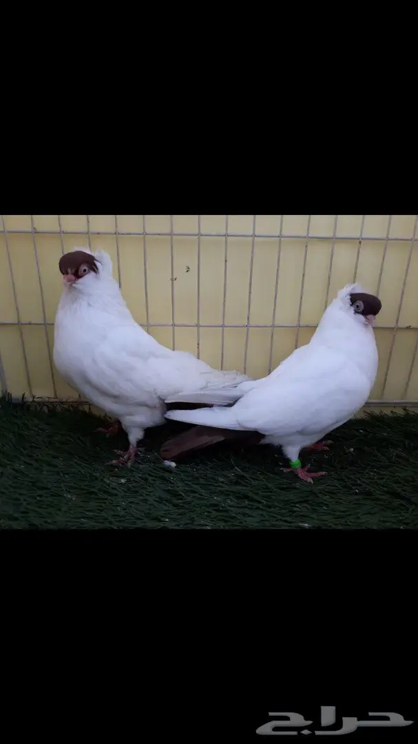 جوز هلمت احمر مستوى فاخر 