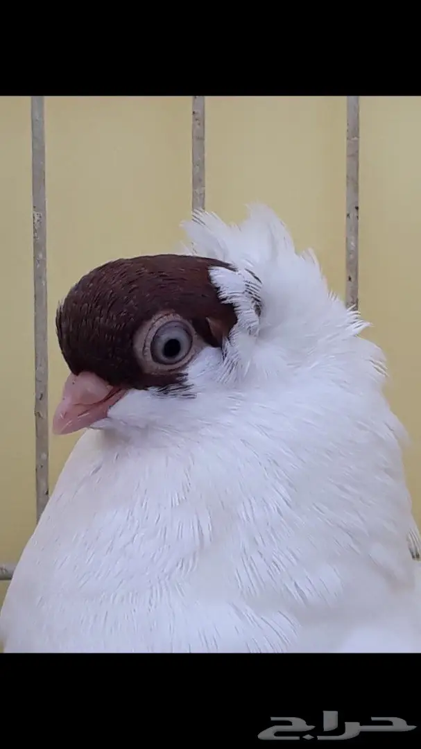 جوز هلمت احمر مستوى فاخر  (image 1)