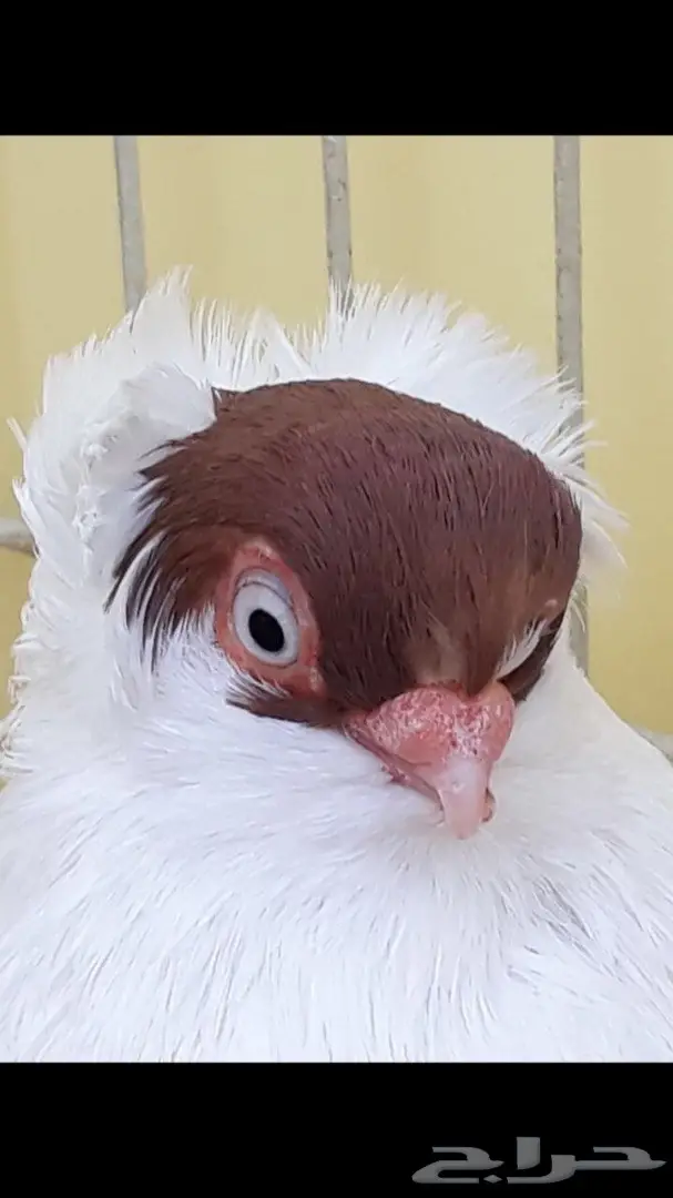 جوز هلمت احمر مستوى فاخر  (image 2)