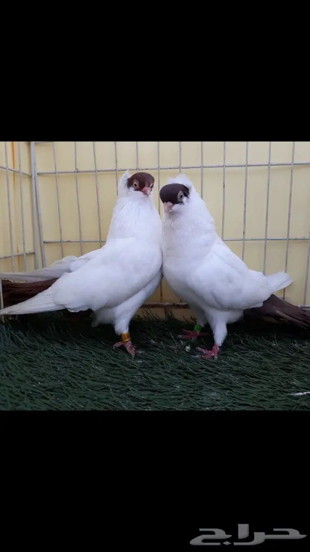 جوز هلمت احمر مستوى فاخر  (image 3)