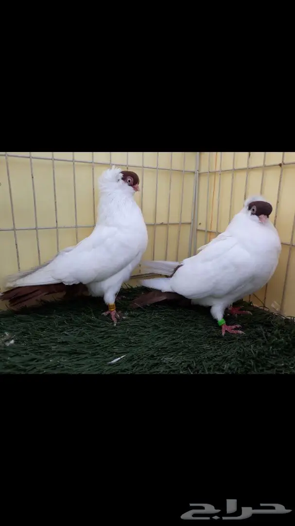 جوز هلمت احمر مستوى فاخر  (image 4)