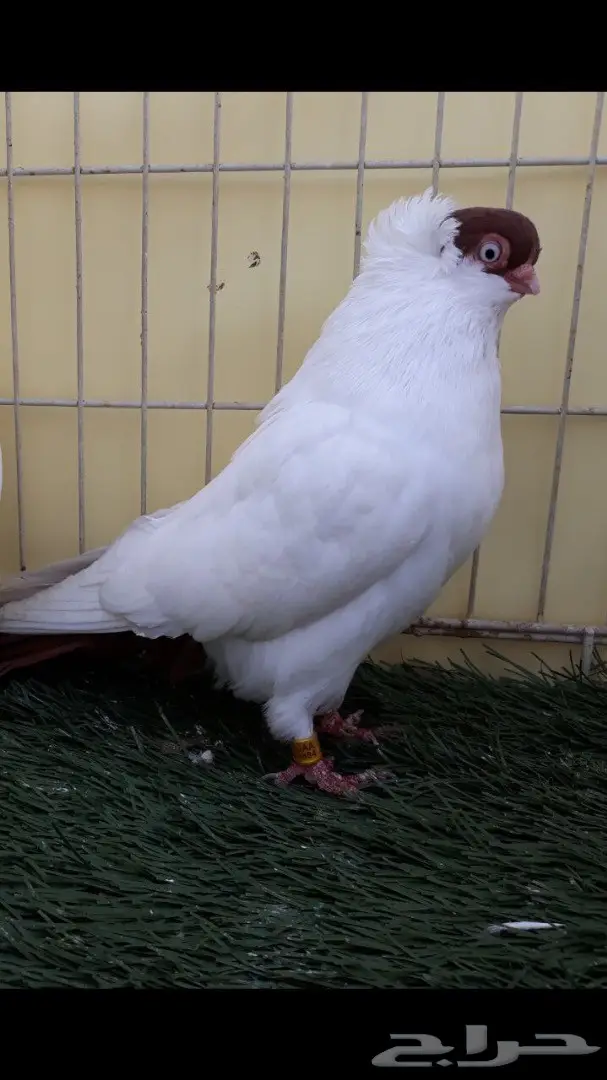 جوز هلمت احمر مستوى فاخر  (image 5)