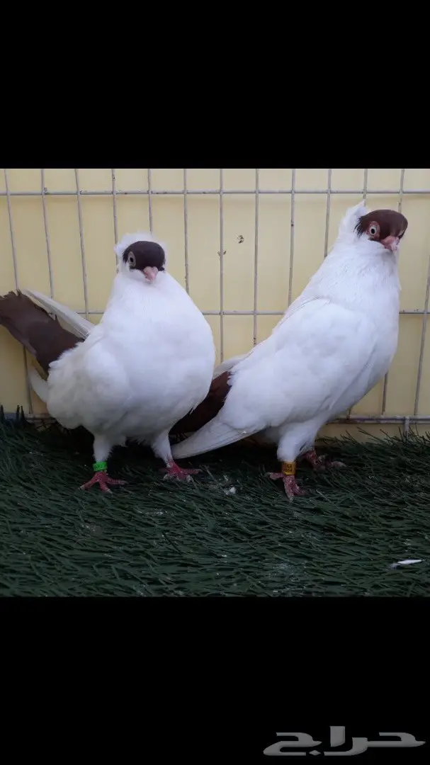 جوز هلمت احمر مستوى فاخر  (image 6)