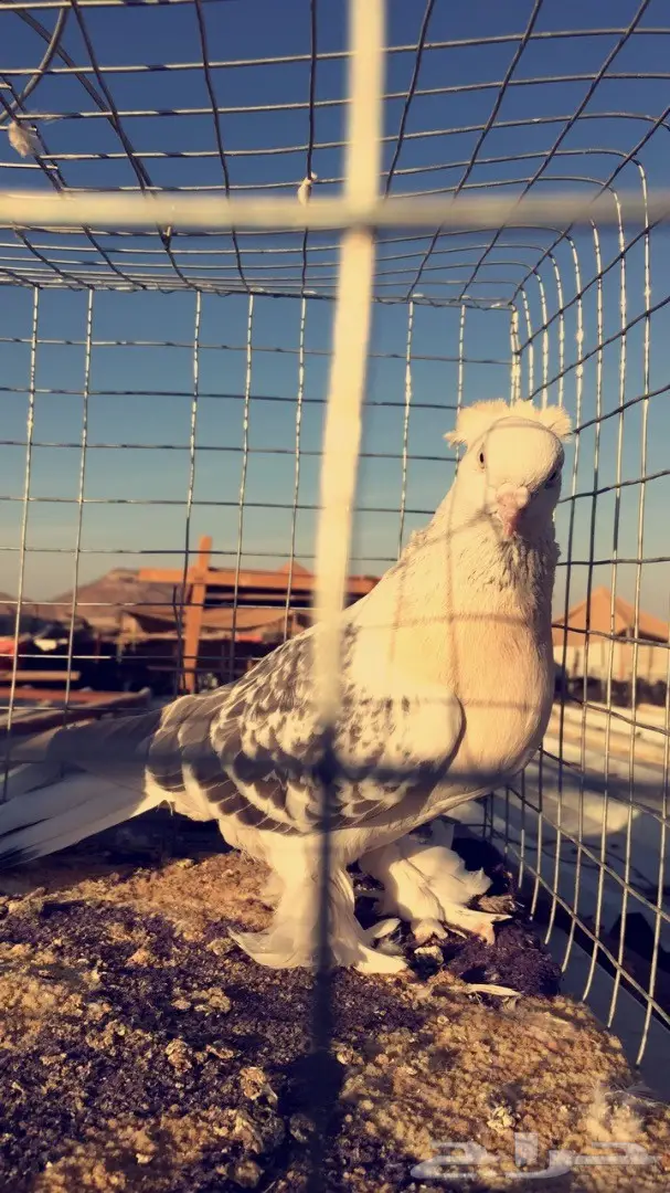 اناثي اتراك 