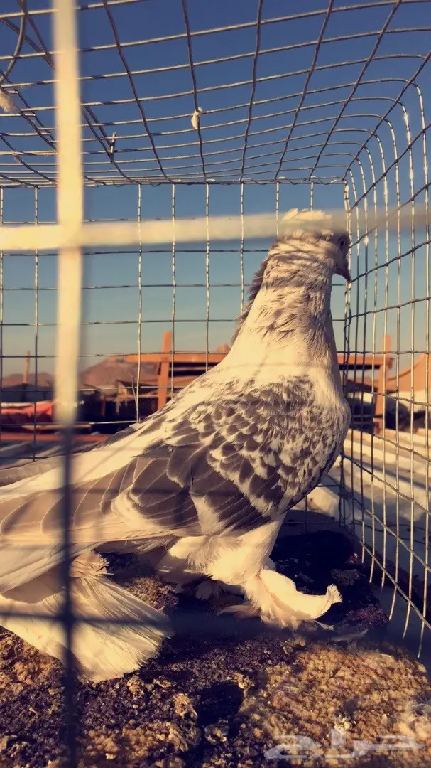 اناثي اتراك  (image 1)