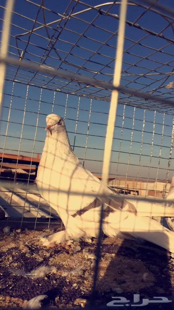 اناثي اتراك  (image 2)