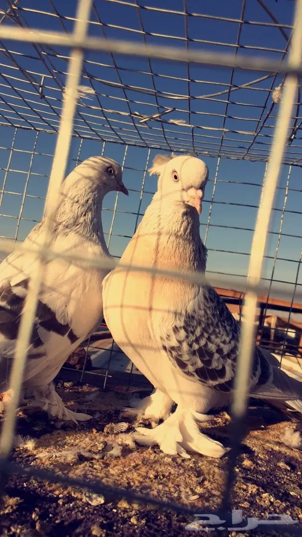 اناثي اتراك  (image 3)