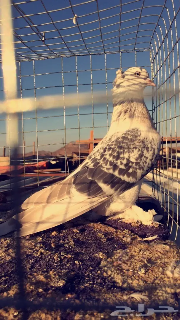 اناثي اتراك  (image 4)