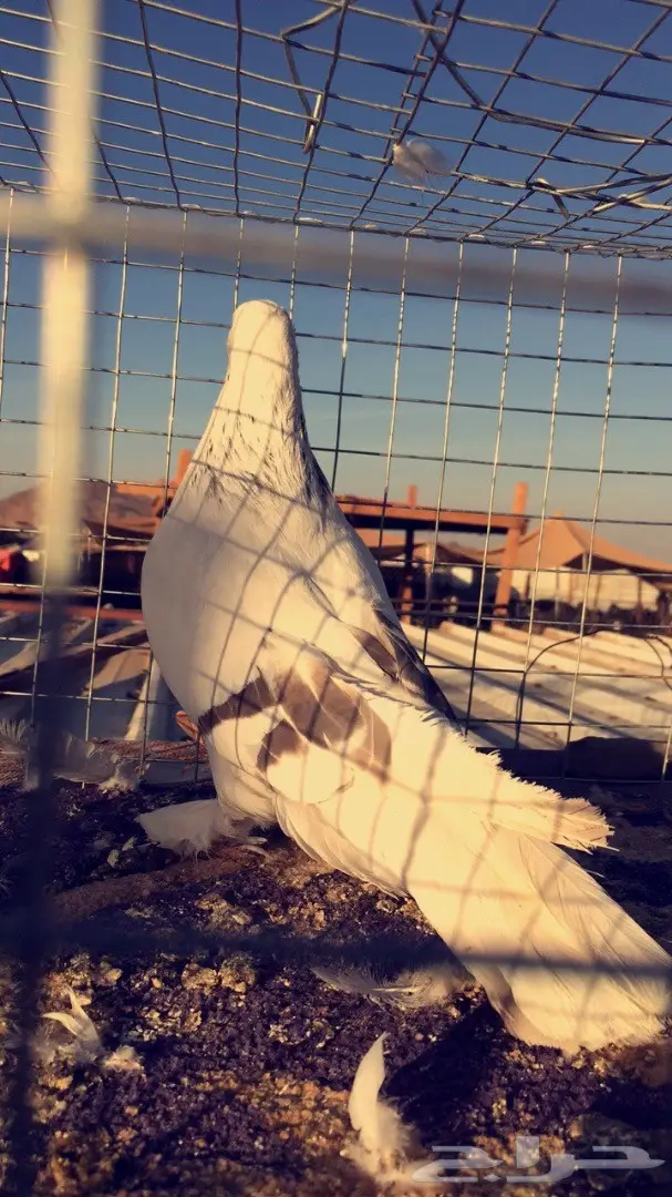 اناثي اتراك  (image 5)