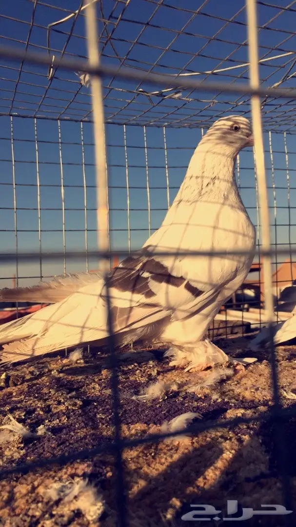 اناثي اتراك  (image 6)