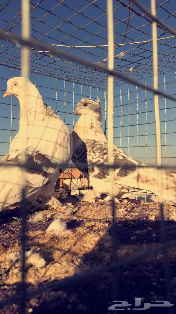 اناثي اتراك  (image 7)