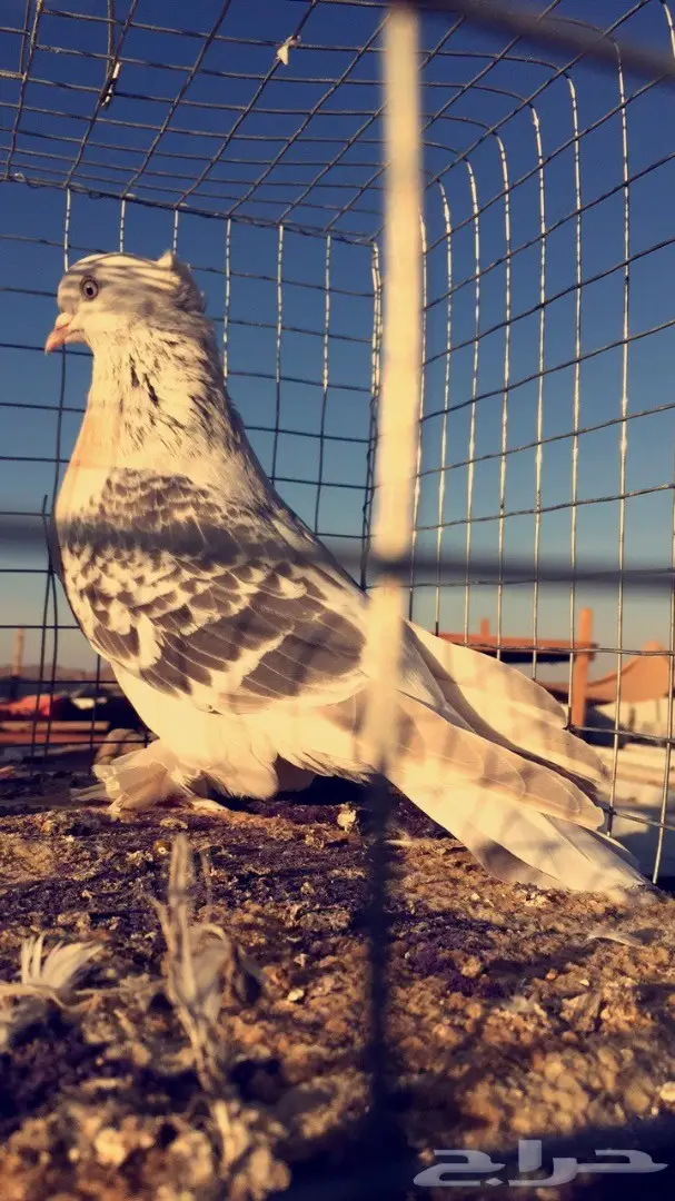 اناثي اتراك  (image 8)