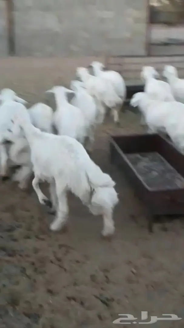 خرفان جذعان ممتازان - تثليث