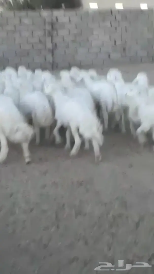 خرفان جذعان ممتازان - تثليث (image 1)