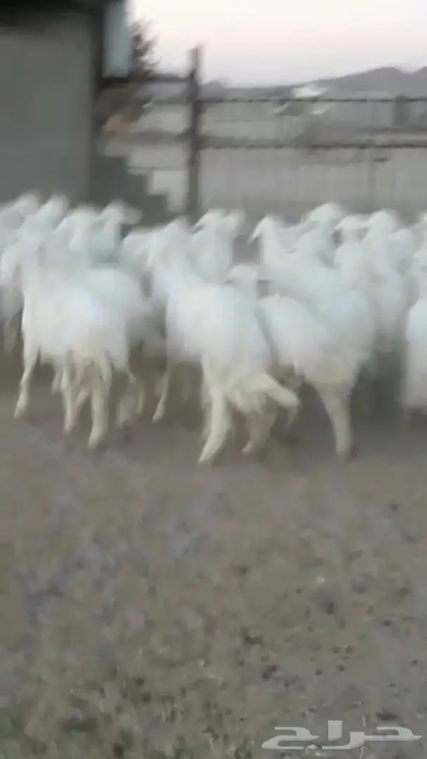 خرفان جذعان ممتازان - تثليث (image 2)