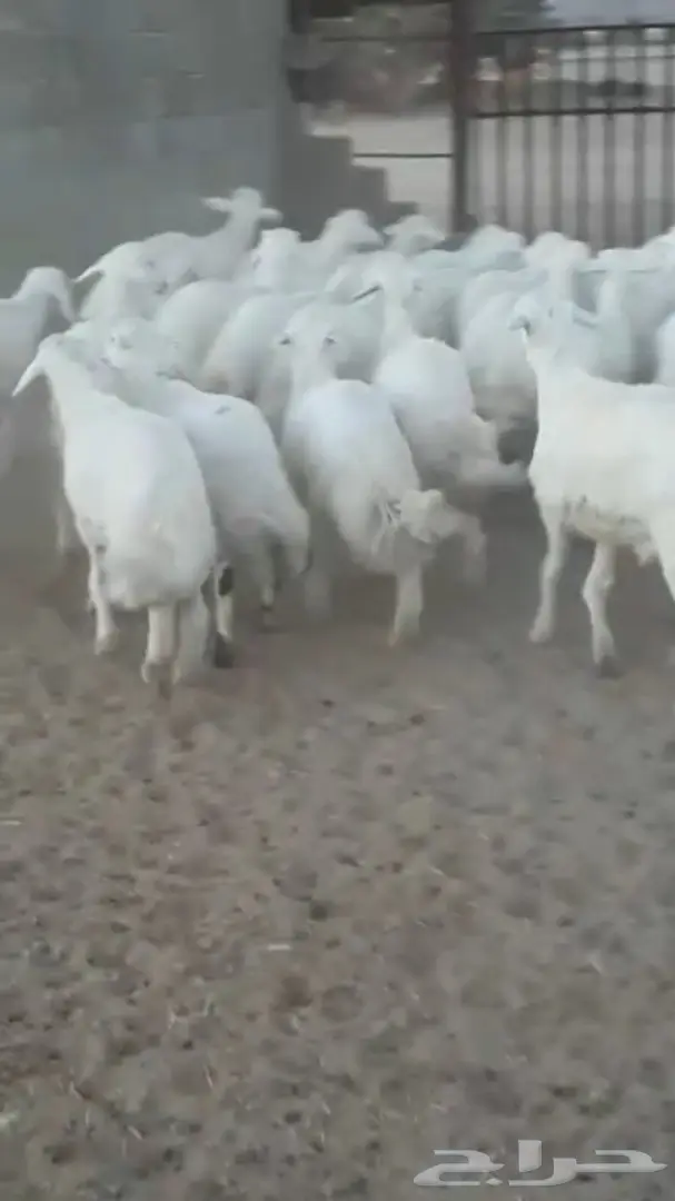 خرفان جذعان ممتازان - تثليث (image 3)