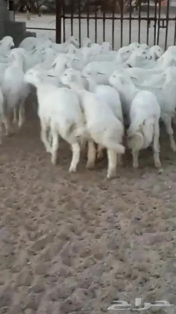 خرفان جذعان ممتازان - تثليث (image 4)