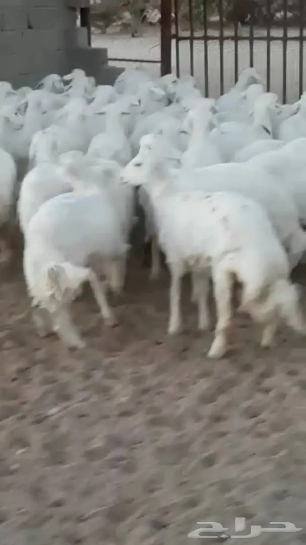 خرفان جذعان ممتازان - تثليث (image 5)