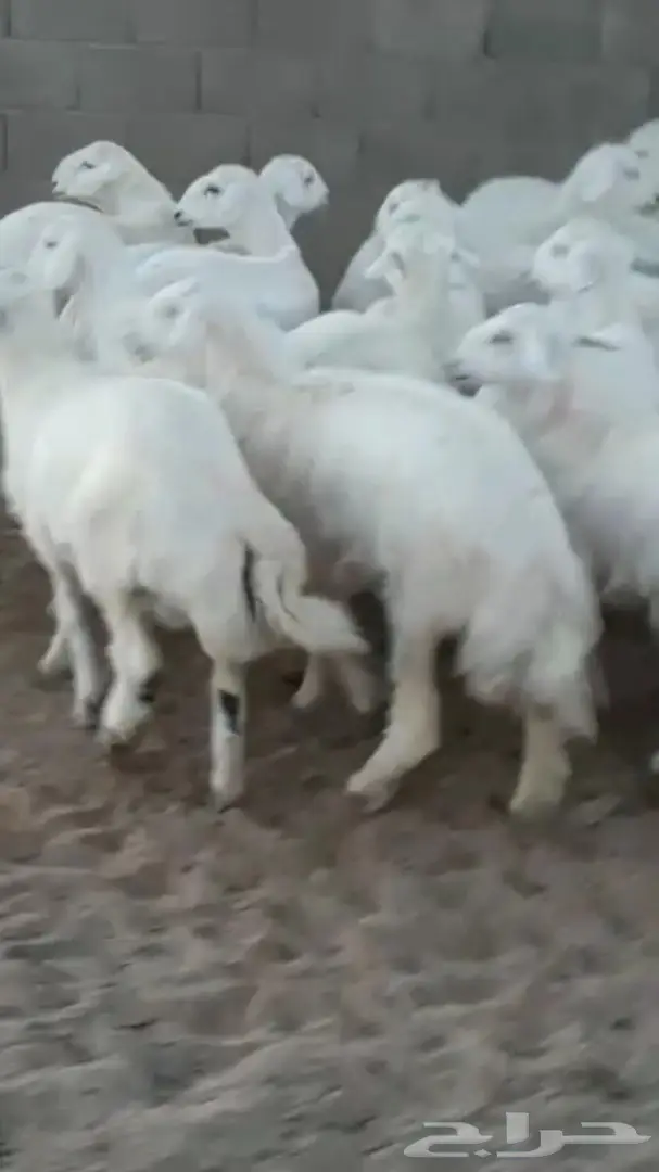 خرفان جذعان ممتازان - تثليث (image 6)