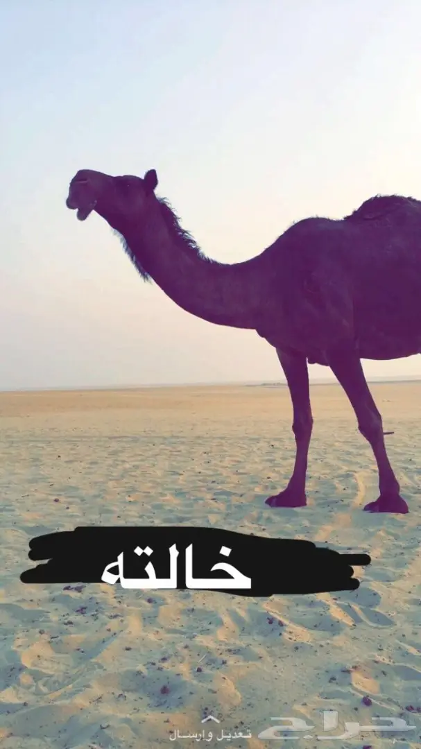 قعود مجهم  (image 1)