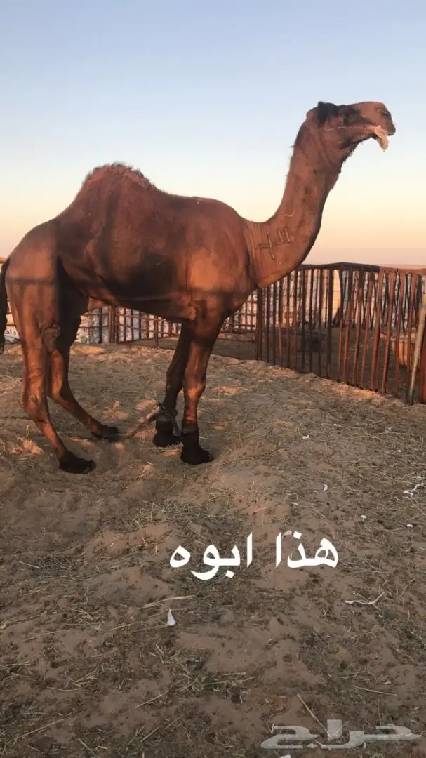 قعود مجهم  (image 2)