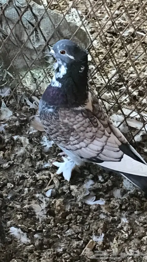 حمام صنعاوي ( صفاق )  (image 13)