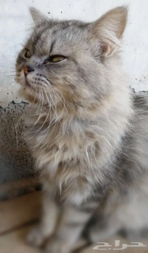 قطة سيبيرية مميزة للبيع (image 1)