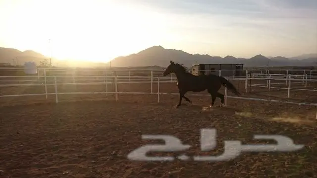 فرس شعبيه لقاح ثقيل (image 7)