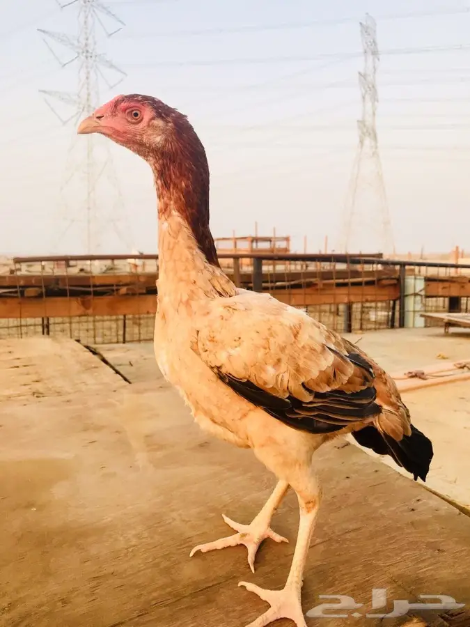 دجاجه باكستانيه (image 1)