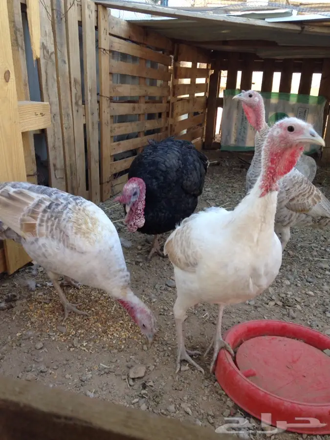 دجاج رومي أصيل - فرصة لا تُفوّت! (image 5)