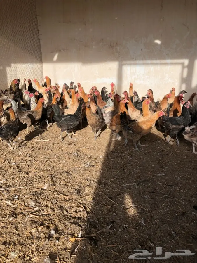 دجاج بياض (image 1)