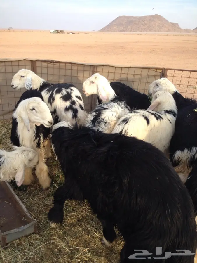 10 خرفان نجد جبرة مغلقه شحم  (image 4)
