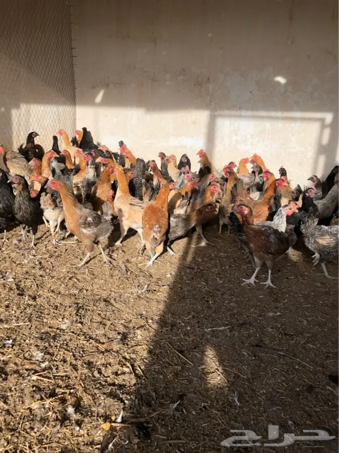دجاج بياض (image 5)