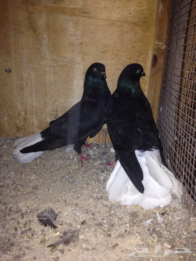 زوج نوري (image 4)