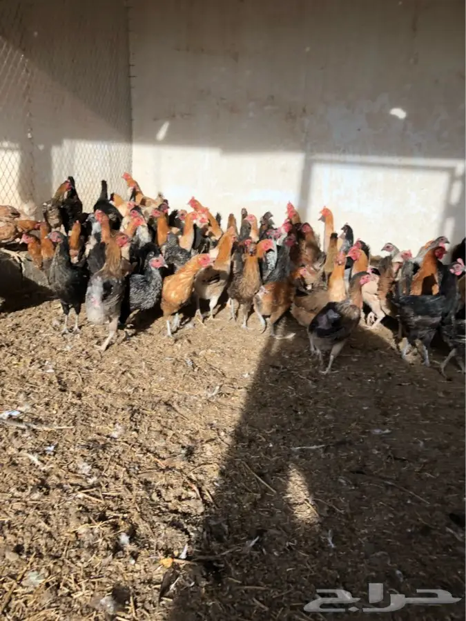 دجاج بياض (image 6)
