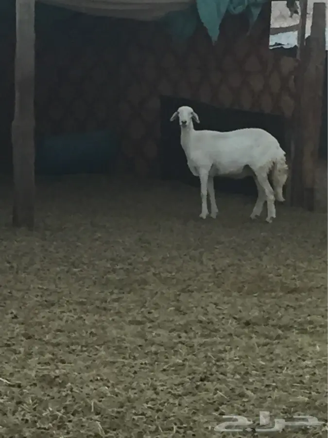 الاحساء - غنم حريات   الحرش (image 2)