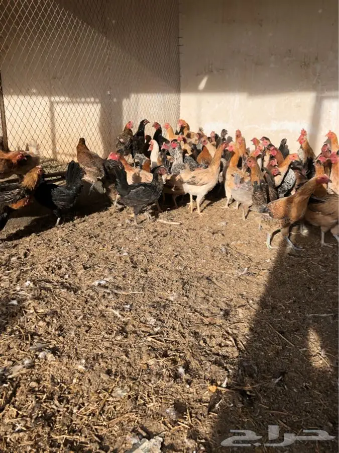 دجاج بياض (image 2)