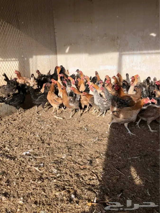 دجاج بياض (image 3)